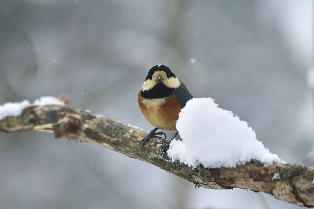 🏞️ 물의 역 뷰 후쿠시마가타 이미지 7